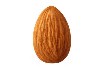 Single almond nut standing isolated on transparent background
