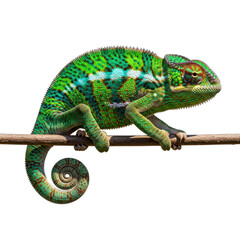 Obraz premium Chameleon camouflaging on branch nature wildlife isolated on transparent background