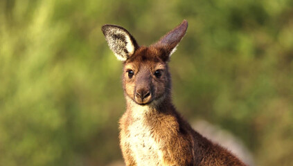 Portrait of a young kangaroo looking forward joey marsupial