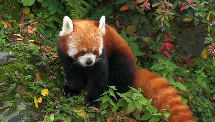 Red Panda Sitting Amongst Green Foliage And Autumn Leaves