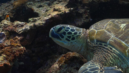 Fototapeta premium Sea Turtle Head Close Up Underwater Coral Reef marine life