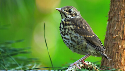 Young Songbird Perched on a Branch with Greenery young bird