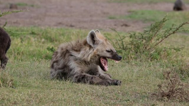 Spotted hyena yawning while resting in grassy plains of Masai Mara