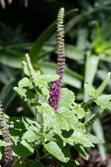 Close up of a Caucasian germander (teucrium hircanicum) flower in bloom