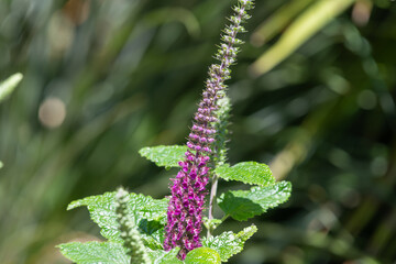 Close up of a Caucasian germander (teucrium hircanicum) flower in bloom
