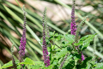 Caucasian germander (teucrium hircanicum) flowers in bloom