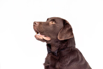 Brown Labrador wearing a black bow tie against a clean white studio background