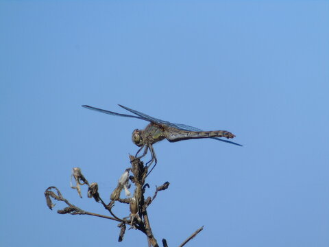 dragonfly on a branch