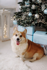 Adult corgi dog sitting on white floor, looking away, surrounded by Christmas trees, blue gifts and lights in a bright room. Useful for holiday, pet care, winter themes. 