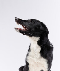A black and white Border Collie looks up with an inquisitive and curious expression. Its ears are perked and its eyes are wide, showing an alert and attentive nature.