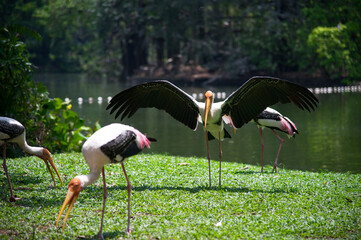 Painted Storks by the Water&rsquo;s Edge at Zoo Negara, Asian Bird Species