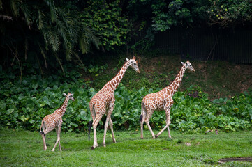 Giraffe family on a green field in a natural environment