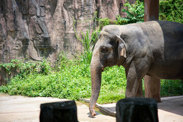 Asian Elephant Walking in Natural Surroundings