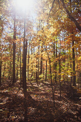 Fototapeta premium autumn forest in the morning