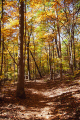 autumn forest in the morning
