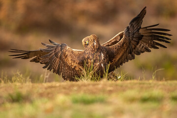 &Aacute;guilas Reales enfrentadas