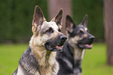 The portrait of an East European Shepherd dog posing outdoors in a garden in spring