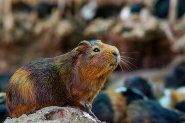 Guinea pig in nature