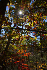 autumn in the forest