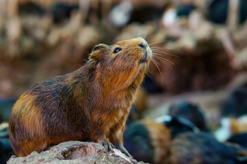 Guinea pig in nature