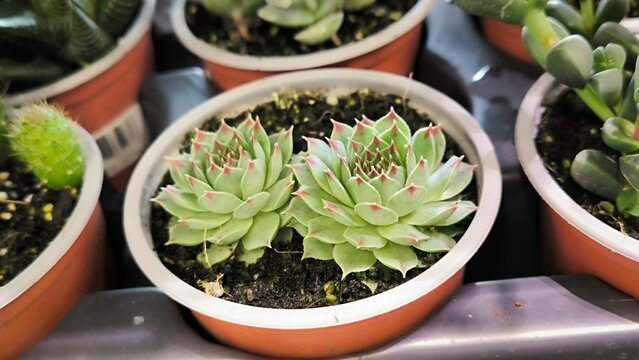 Succulent potted plants nature beauty blossom botanical gardens petals spring summer plant floral flora