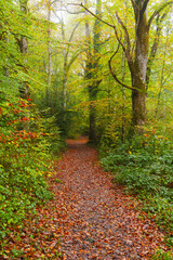 I walk through the forest in autumn. Autumn in the forests of Altsasu, Navarre.