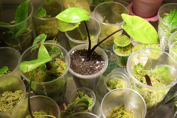 Successful plant propagation featuring fresh roots and vibrant leaves