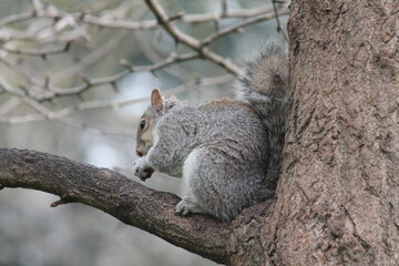 squirrel on a tree