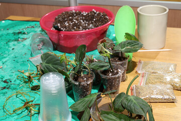 People carefully placing plant cuttings into small containers indoors