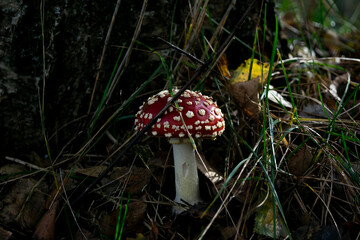 Fototapeta premium fly agaric mushroom