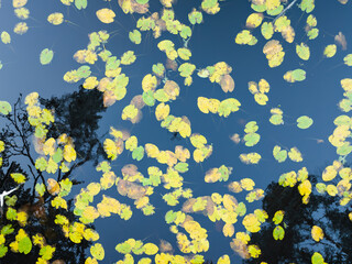 Top-down aerial drone view of yellow water lily pads floating on a dark blue lake with tree reflections in Estonian nature.