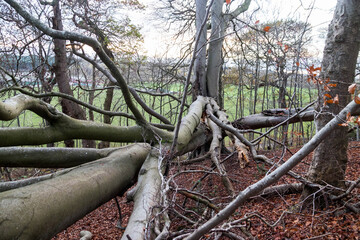 A fallen tree in a forest