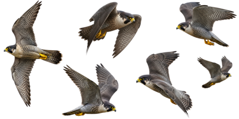 Multiple Dynamic Poses of Peregrine Falcons in Flight - Set of Six High-Speed Predators Flying with Wings Spread - Isolated High-Quality PNG Images for Wildlife, Speed, and Nature Themes.