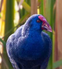 A close up of a Western Swamphen (Purple Swamphen) in the Netherlands