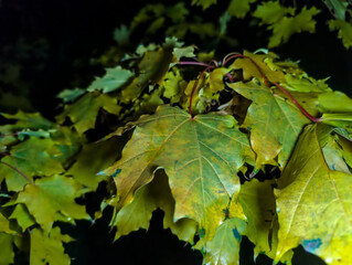 Ż&oacute;łtozłote liście klonu  (Acer spp.) zwisają z drzewa w deszczową jesienną noc, oświetlone na ciemnym tle. Liście mają charakterystyczny, klapowany kształt z delikatnymi ząbkami na krawędziach. 