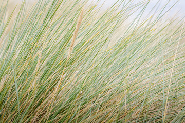 Grass Textures, grass in the sand dunes, blows on a sunny autumn day, Druridge Bay, Northumberland, August 2025. 