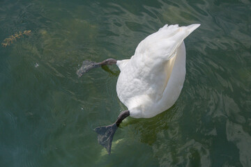 swan dives headfirst into the water in search of food