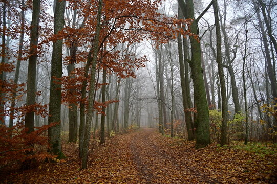 Autumn fog in the forest