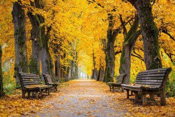 Peaceful autumn park pathway lined with colorful golden trees and empty wooden benches covered with fallen leaves on a quiet fall day