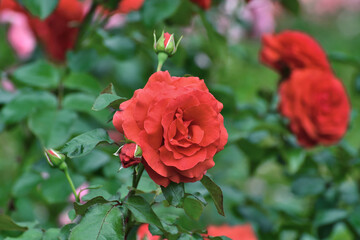 red Spartan is a floribunda rose variety.