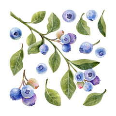 Watercolor blueberries branch, green leaves and ripe berries on white. Hand drawn botanical set