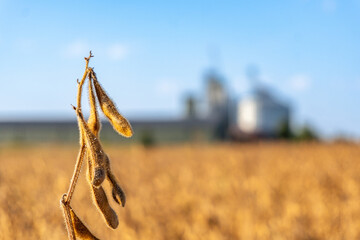 Farm field with soybean plant in foreground and silos in the background on a bright sunny day in rural landscape © Роман Булатов