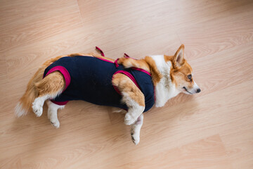 Welsh corgi pembroke dog wearing a protective cloth after sterilization surgery