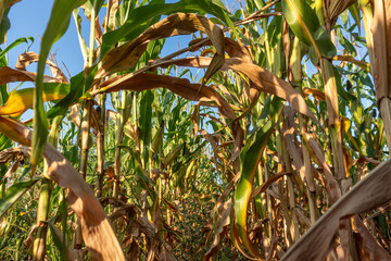 Cornfield under bright blue sky with tall plants swaying gently in soft breeze during late...