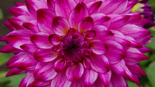 Vibrant Dahlia Flowers In Bloom Fall Garden Halifax Nova Scotia. A Colorful Flower Bed Full Of Dahlias Captured In Warm Autumn Light In A City Park Of Canada.