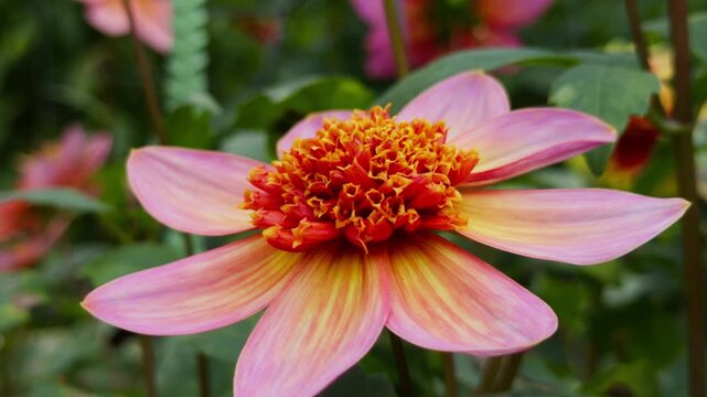 Autumn Garden Dahlia Flowers Blooming In Park Halifax Nova Scotia. Close-Up Of Vibrant Dahlia Flower Bed In Canadian Park Captured In Warm Fall Light With Soft Background Blur.