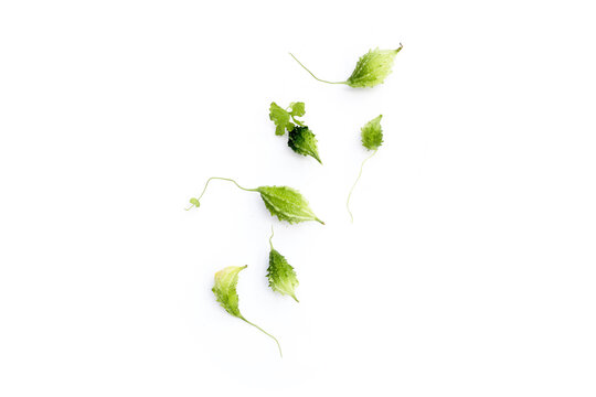 Balsam pear, Bitter cucumber, Leprosy gourd