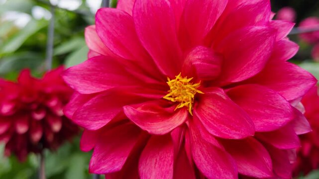 Cinematic View Of Dahlia Flower Bed In Halifax Park Canada Autumn. Beautiful Garden Scene With Bright Dahlia Blooms Surrounded By Fallen Leaves In The Peaceful Park Of Halifax.