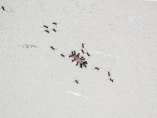 A cluster of ants working together to carry food, showcasing teamwork and determination.  The ants exemplify unity and collective effort in the natural world, captured in detail.