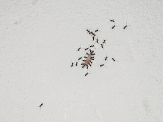 A collective of industrious ants meticulously scavenging, showcasing the relentless drive and collaborative strength within an insect colony against a plain backdrop, emphasizing nature's resilience.